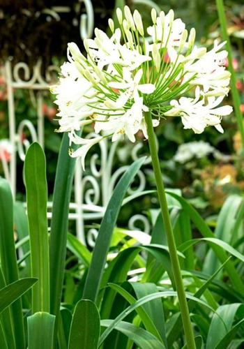 Agapanto Blanco Grande Flor Planta Ornamental 1