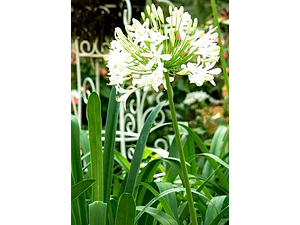 Agapanto Blanco Grande Flor Planta Ornamental