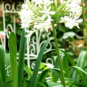 Agapanto Blanco Grande Flor Planta Ornamental