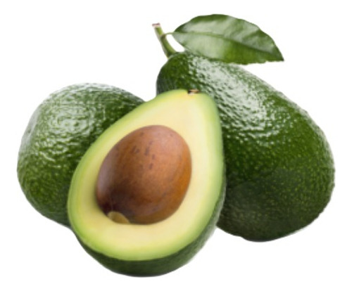 Palta Palto Edranol Árbol Frutal Injertado 1