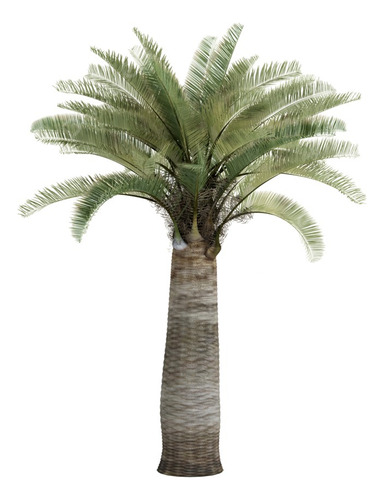 Palma Chilena Jubaea Chilensis Árbol Nativo 1