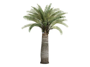 Palma Chilena Jubaea Chilensis Árbol Nativo