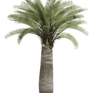 Palma Chilena Jubaea Chilensis Árbol Nativo