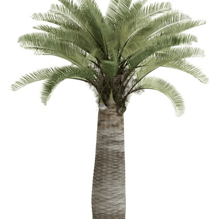 Palma Chilena Jubaea Chilensis Árbol Nativo 1