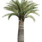Palma Chilena Jubaea Chilensis Árbol Nativo - Miniatura 1