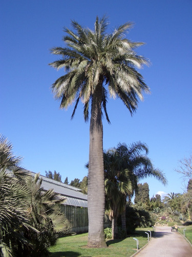 Palma Chilena Jubaea Chilensis Árbol Nativo 2