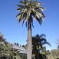 Palma Chilena Jubaea Chilensis Árbol Nativo - Miniatura 2