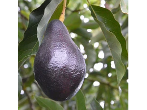 Palta Palto Negra De La Cruz Árbol Frutal Injertado