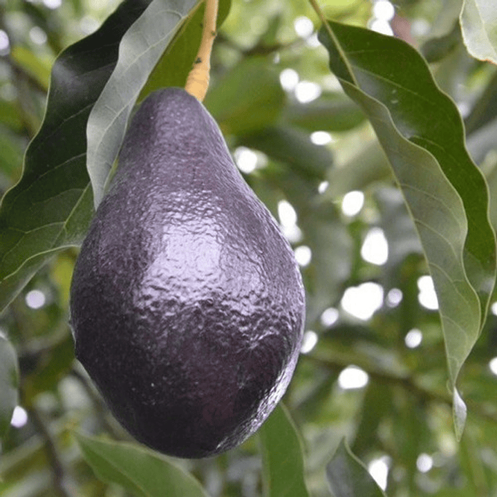 Palta Palto Negra De La Cruz Árbol Frutal Injertado 1