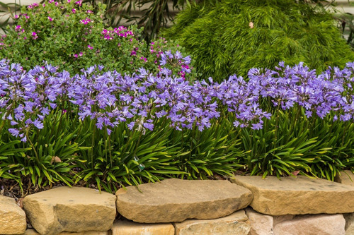 Agapanthus Enano Agapanto Lirio Africano Arbusto Ornamental 1