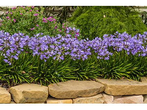 Agapanthus Enano Agapanto Lirio Africano Arbusto Ornamental