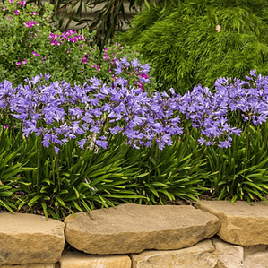 Agapanthus Enano Agapanto Lirio Africano Arbusto Ornamental
