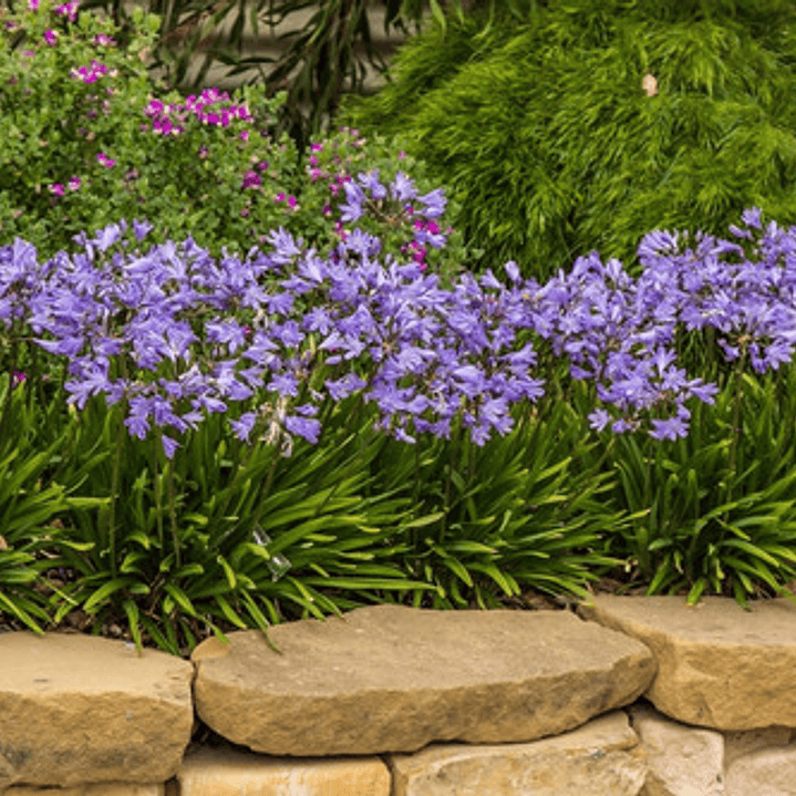 Agapanthus Enano Agapanto Lirio Africano Arbusto Ornamental 1