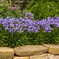 Agapanthus Enano Agapanto Lirio Africano Arbusto Ornamental - Miniatura 1