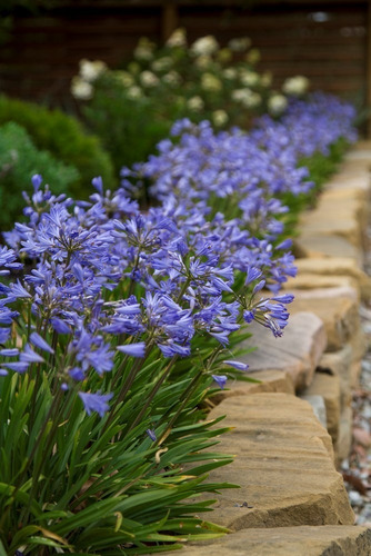Agapanthus Enano Agapanto Lirio Africano Arbusto Ornamental 2