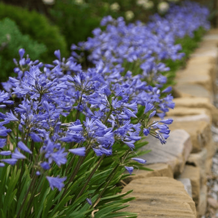 Agapanthus Enano Agapanto Lirio Africano Arbusto Ornamental 2