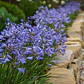 Agapanthus Enano Agapanto Lirio Africano Arbusto Ornamental - Miniatura 2