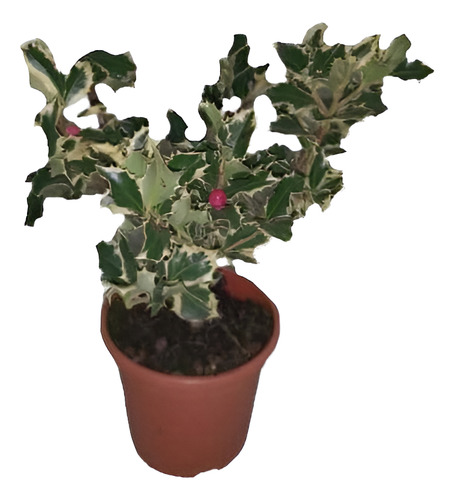 Ilex Variegado / Acebo Variegado Árbol Ornamental 1