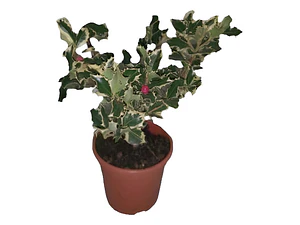 Ilex Variegado / Acebo Variegado Árbol Ornamental