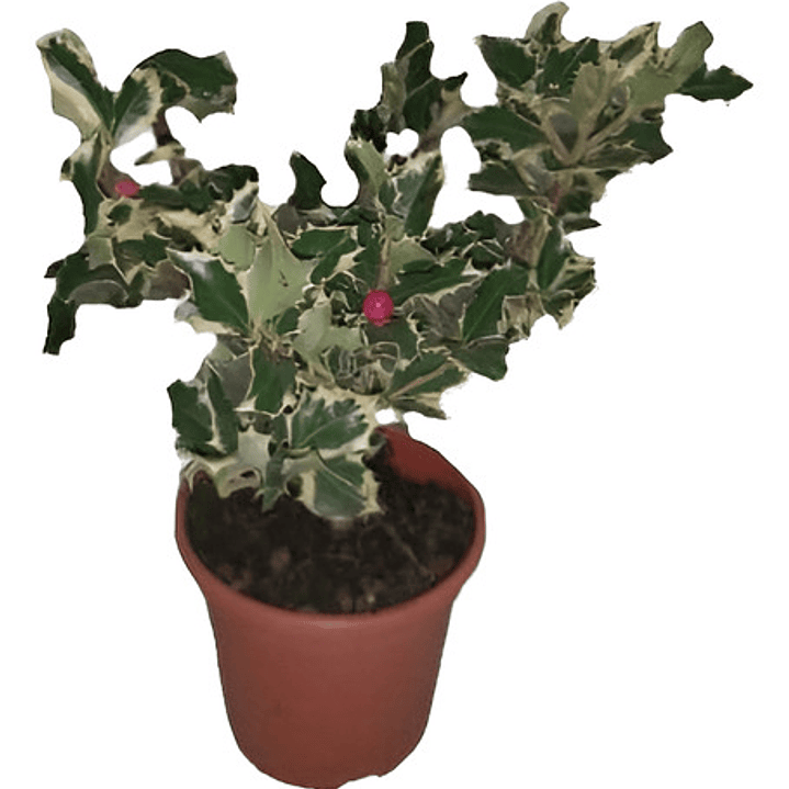 Ilex Variegado / Acebo Variegado Árbol Ornamental 1