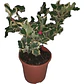 Ilex Variegado / Acebo Variegado Árbol Ornamental - Miniatura 1