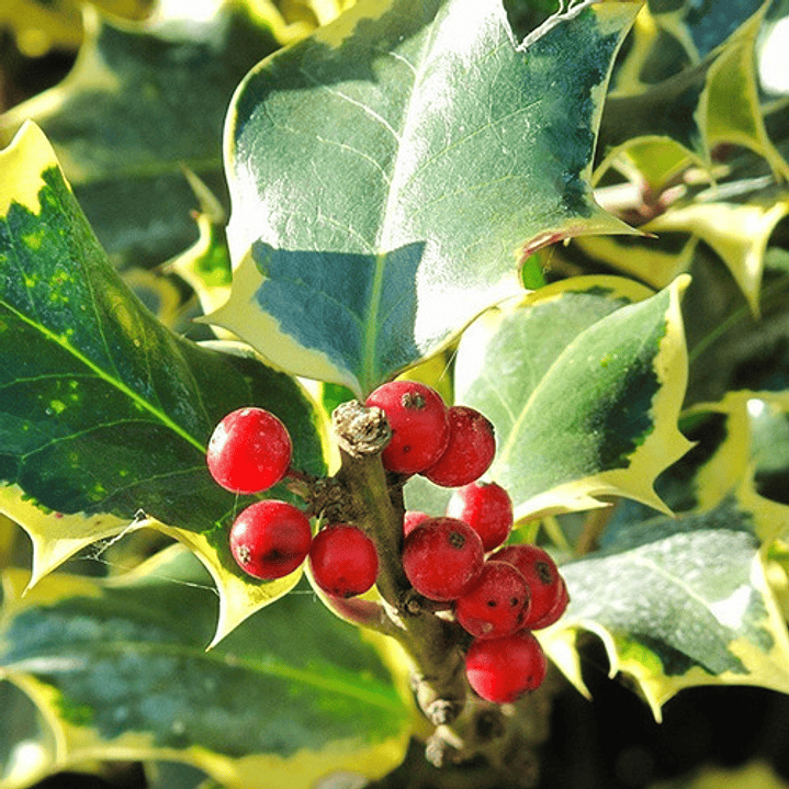 Ilex Variegado / Acebo Variegado Árbol Ornamental 2