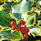 Ilex Variegado / Acebo Variegado Árbol Ornamental - Miniatura 2