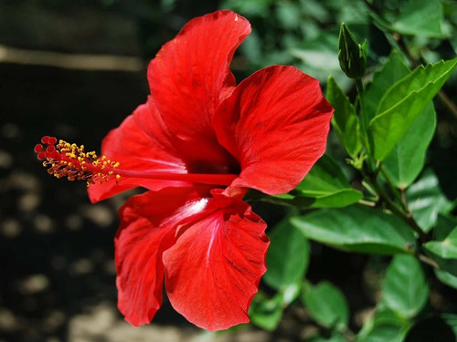 Hibisco Hibiscus Rojo Simple Arbusto Ornamental Flor 1