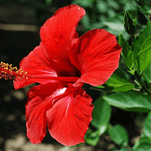 Hibisco Hibiscus Rojo Simple Arbusto Ornamental Flor