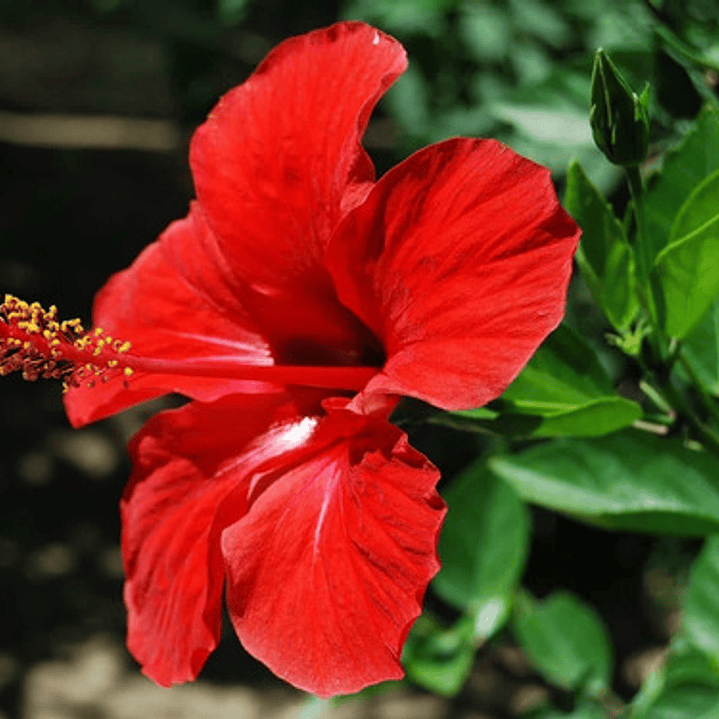 Hibisco Hibiscus Rojo Simple Arbusto Ornamental Flor 1