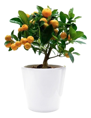 Calamondin Naranja Enana Cítrico Exótico Árbol Frutal 1