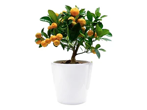 Calamondin Naranja Enana Cítrico Exótico Árbol Frutal