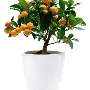 Calamondin Naranja Enana Cítrico Exótico Árbol Frutal