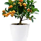 Calamondin Naranja Enana Cítrico Exótico Árbol Frutal - Miniatura 1