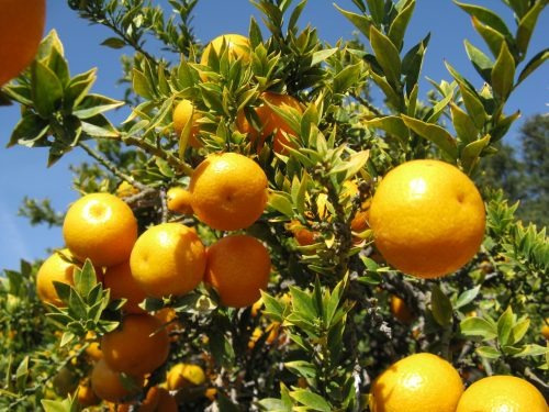 Calamondin Naranja Enana Cítrico Exótico Árbol Frutal 2