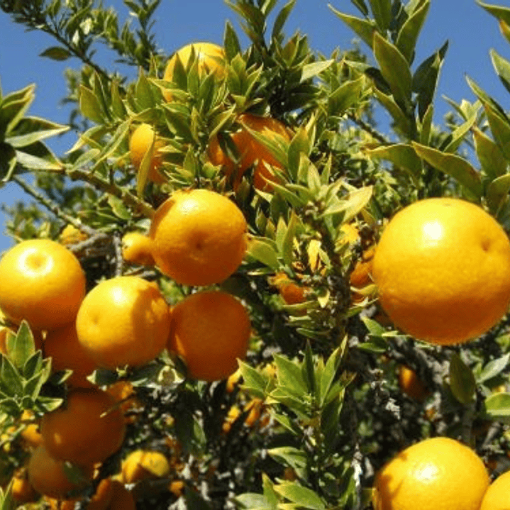 Calamondin Naranja Enana Cítrico Exótico Árbol Frutal 2