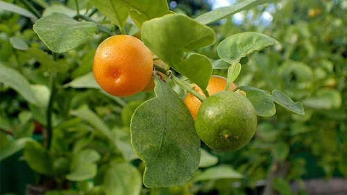 Calamondin Naranja Enana Cítrico Exótico Árbol Frutal 3