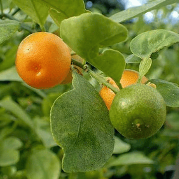 Calamondin Naranja Enana Cítrico Exótico Árbol Frutal 3