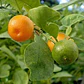 Calamondin Naranja Enana Cítrico Exótico Árbol Frutal - Miniatura 3