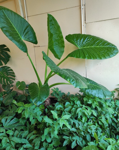 Manto De Eva Grande Alocasia Oreja De Elefante Ornamental  1