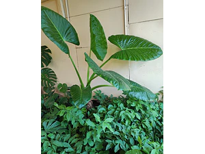 Manto De Eva Grande Alocasia Oreja De Elefante Ornamental 