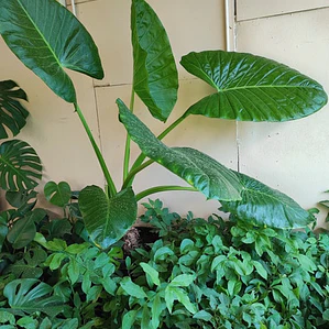Manto De Eva Grande Alocasia Oreja De Elefante Ornamental 