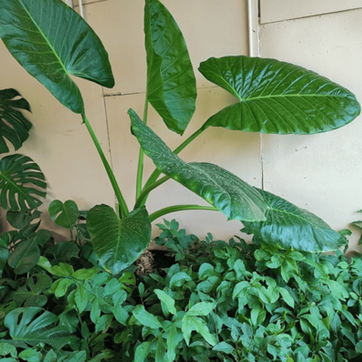 Manto De Eva Grande Alocasia Oreja De Elefante Ornamental  1
