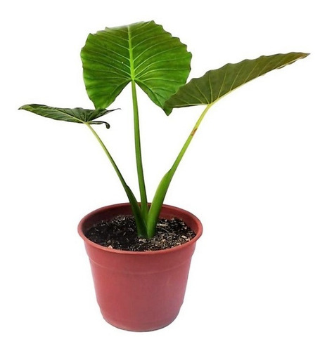 Manto De Eva Grande Alocasia Oreja De Elefante Ornamental  2