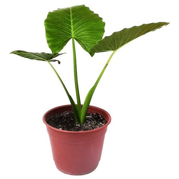 Manto De Eva Grande Alocasia Oreja De Elefante Ornamental  2