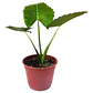 Manto De Eva Grande Alocasia Oreja De Elefante Ornamental  - Miniatura 2