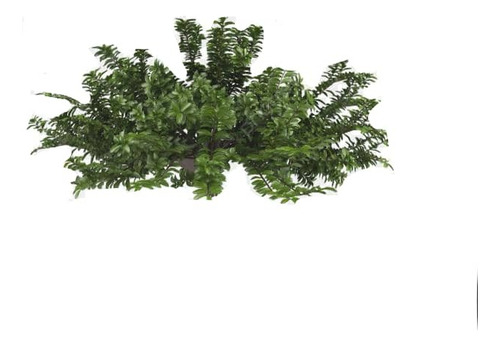 Ligustrina Planta Arbusto Ornamental 1