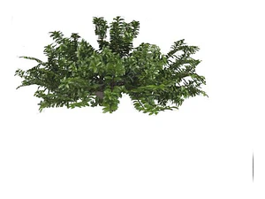 Ligustrina Planta Arbusto Ornamental