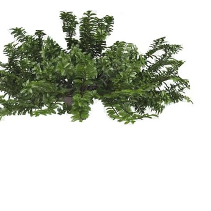 Ligustrina Planta Arbusto Ornamental 1