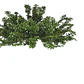 Ligustrina Planta Arbusto Ornamental - Miniatura 1
